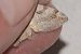 Aplocera efformata  - Hazel West